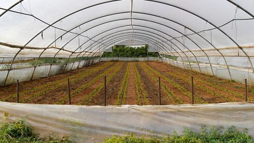 低成本高回報 農作物種子經營，年賺六萬不是夢