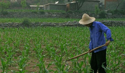 河北三權分置土地改革新動向 農民有望成為集體資產股東，助力農作物種子經營發展