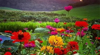 每周營業兩天，專注精品種子——這個農莊讓人流連忘返