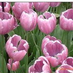 沭陽縣新河鎮綠友花卉園藝場 一站式農作物種子經營服務，百合、女貞、獼猴桃種子精選供應