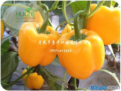 劃算黃椒推薦 價格、廠家與選購指南