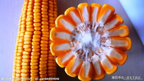 緊急提醒 2021年購買玉米種子需謹慎，這些品種已被禁止推廣銷售